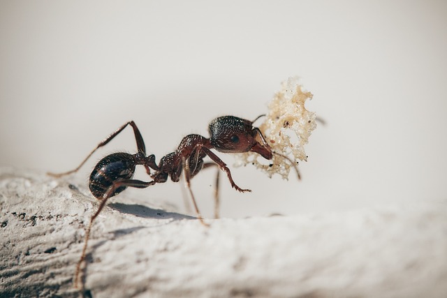 Ant Control