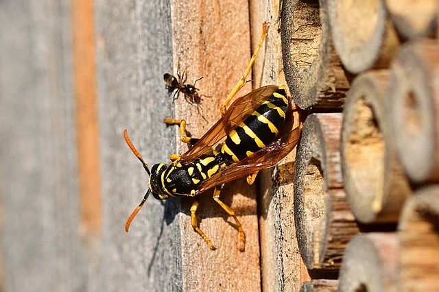Ant Control