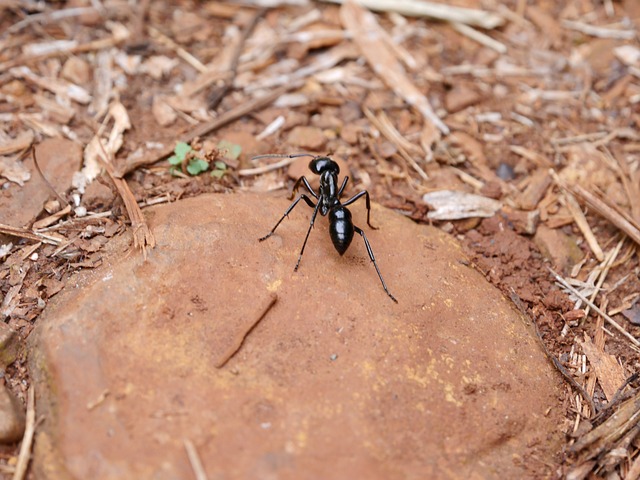 ant-control-640x480-27397525.jpeg