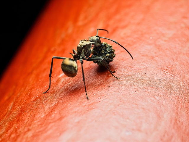 Ant Control