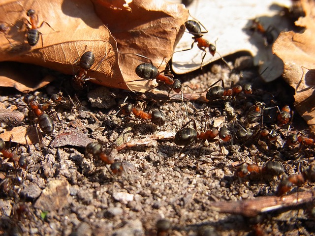Ant Control