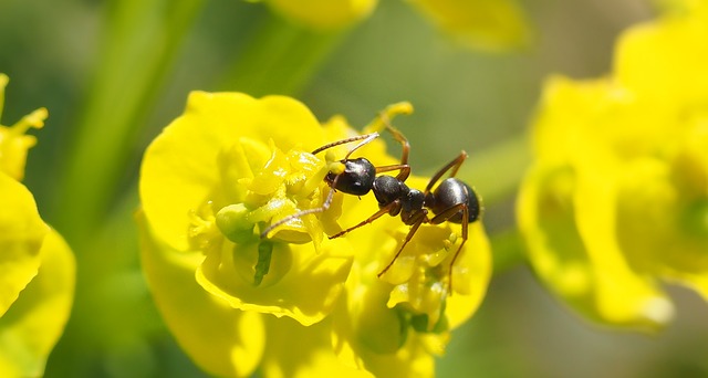 Ant Control