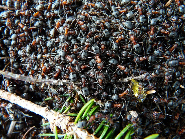 Ant Control
