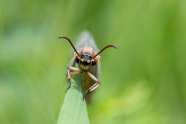 Ant Control