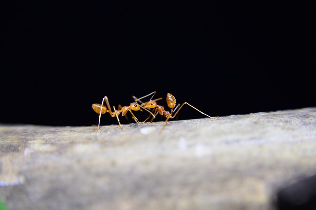 Ant Control