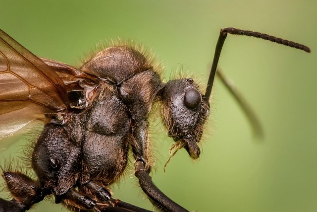 Ant Control