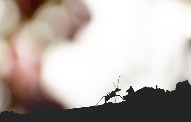 Ant Control