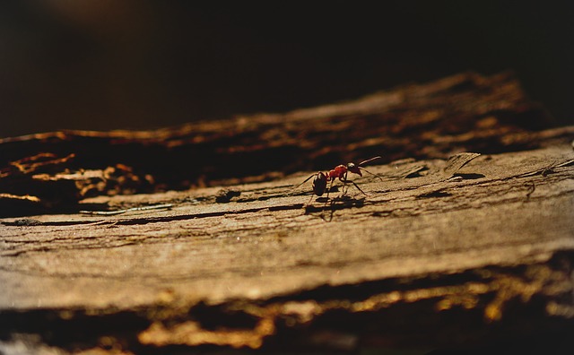 Ant Control
