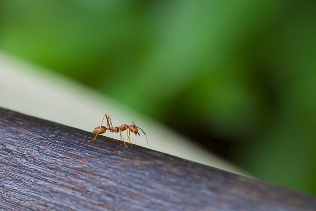 Ant Control