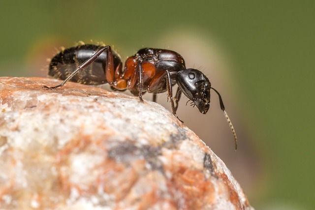 Ant Control