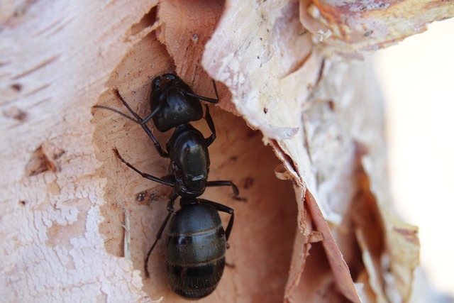 Ant Control
