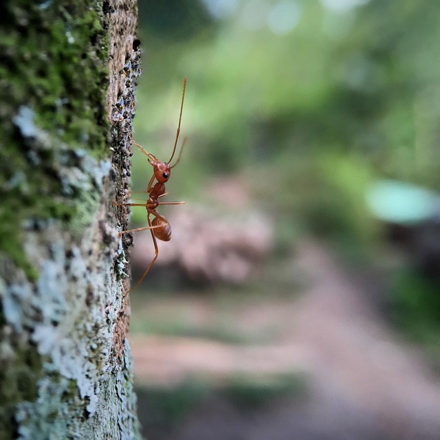 Ant Control
