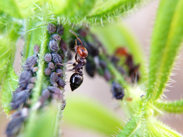 Ant Control