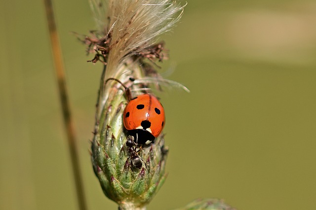 Ant Control