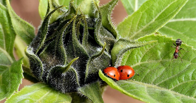 Ant Control