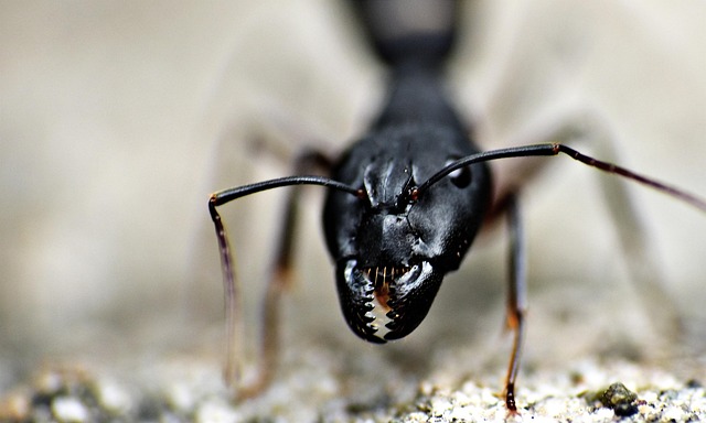 Ant Control