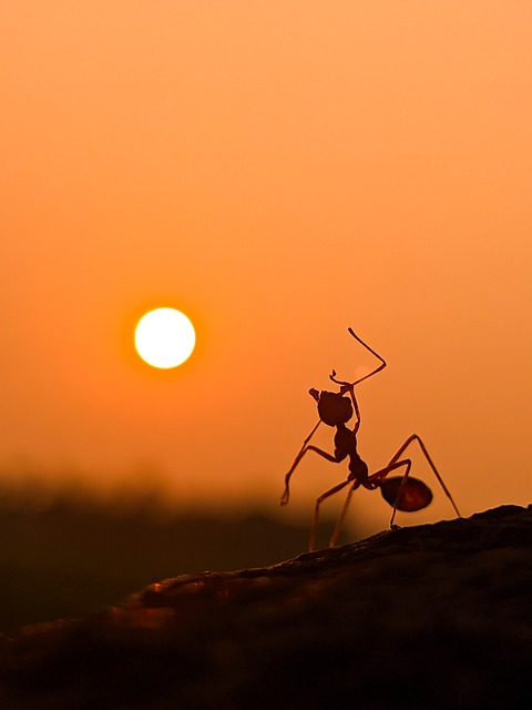 Ant Control