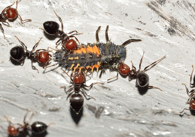 Ant Control