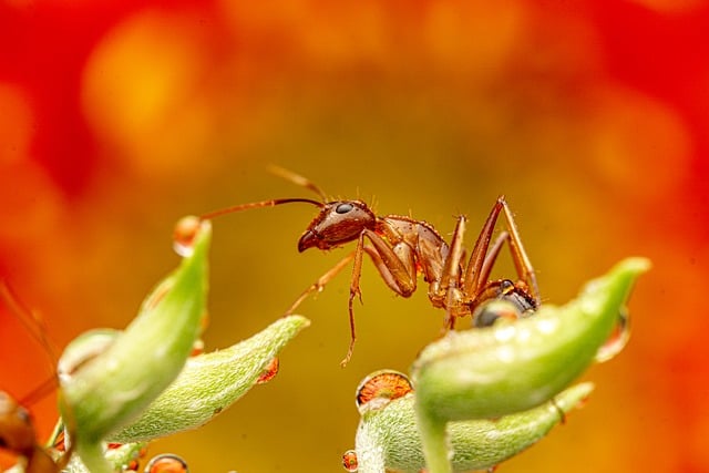 Ant Control