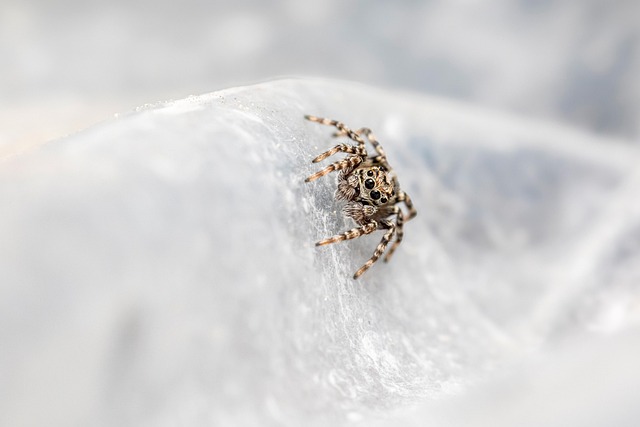 Bed Bug Treatment