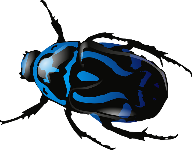 Bed Bug Treatment