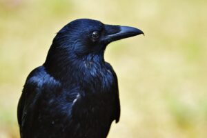 Mastering Safe Botox: Targeting Crow’s Feet, Science, and Success Stories