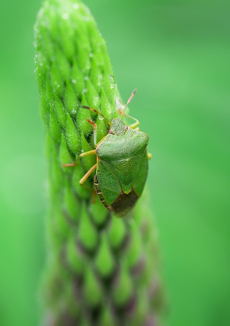 bug exterminator