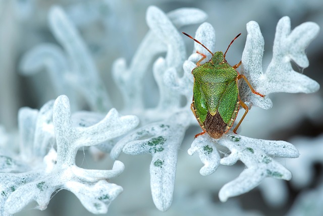 bug exterminator