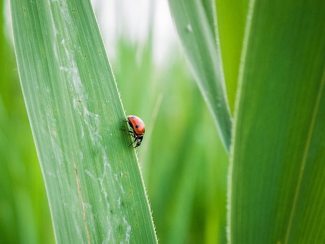 bug exterminator