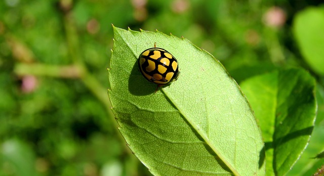 bug exterminator