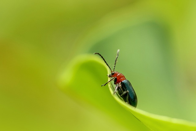 bug-exterminator-640x480-27020899.jpeg