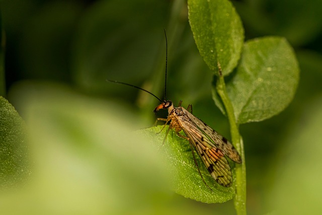 bug exterminator