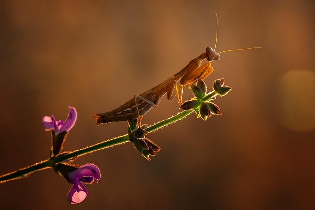 bug exterminator