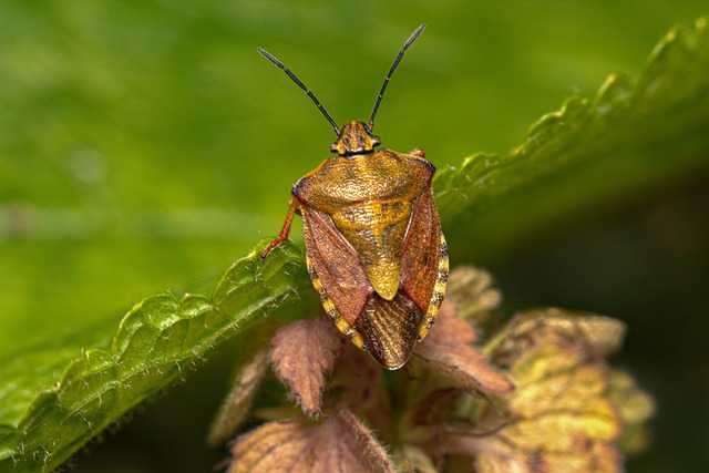 bug exterminator