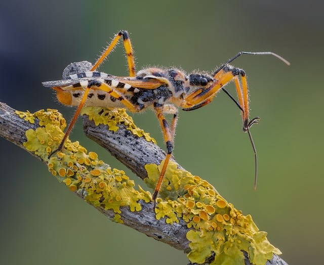 bug-exterminator-640x480-70403423.jpeg