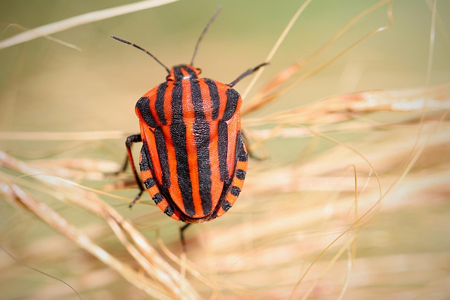 bug exterminator