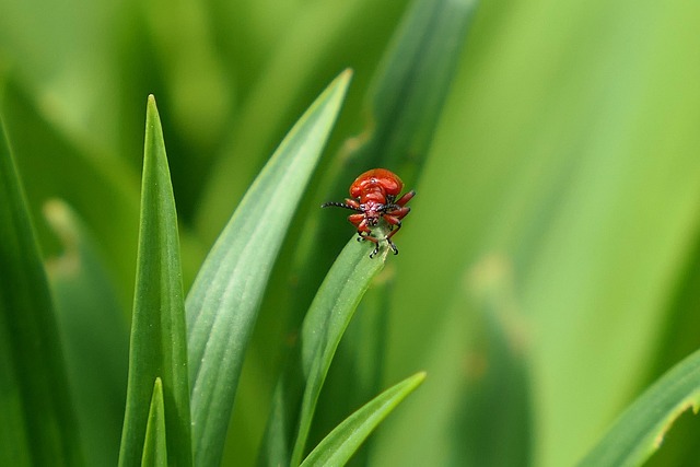 bug exterminator
