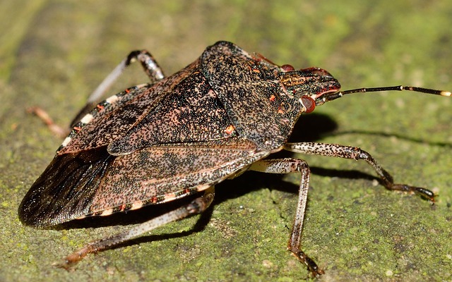 bug exterminator