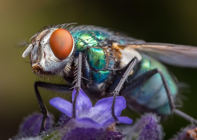 bug exterminator