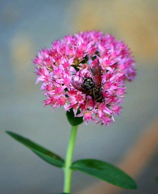 bug exterminator