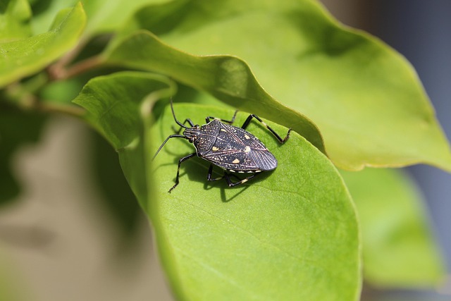 bug exterminator