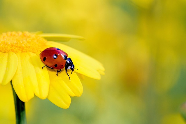 bug exterminator