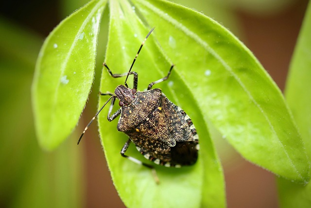 bug exterminator