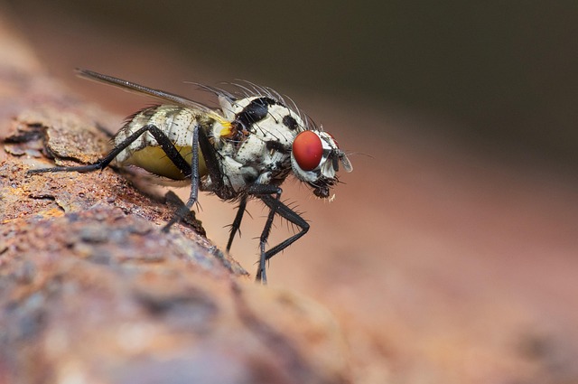 bug exterminator