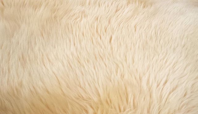 Carpet Cleaning for High-Traffic Areas