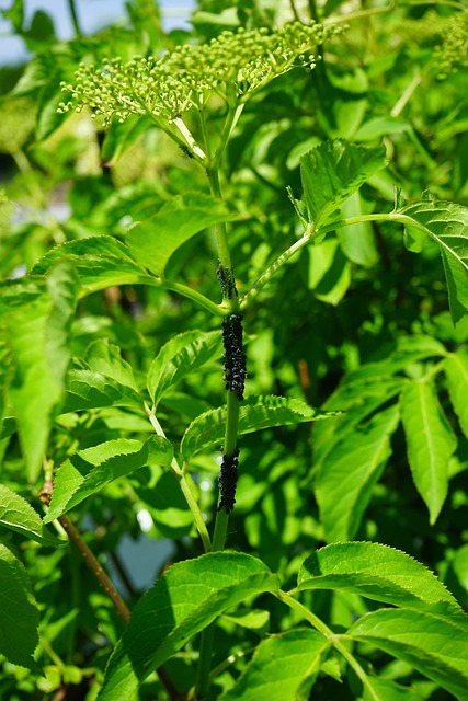 Commercial Pest Control