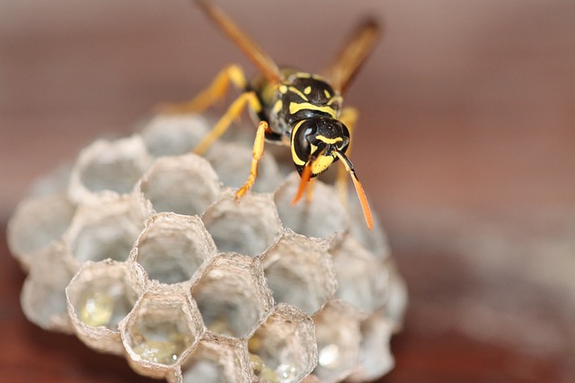 commercial-pest-control-640x480-23796902.jpeg