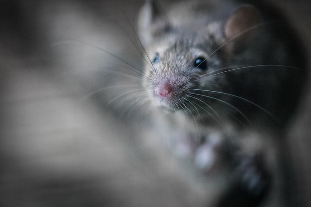 Commercial Pest Control