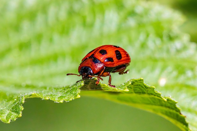 Commercial Pest Control