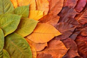 Unlock Your CoolSculpting Transformation: Visible Results, Lasting Impact